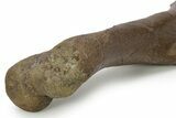 Fossil Sub-Adult Hadrosaur Humerus w/ Bite Marks - Montana #382484-2